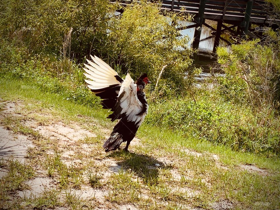 Colorful And Gorgeous Southern Duck Drying Off Shaking Its Wings In The Urban PondBy The Bridge.