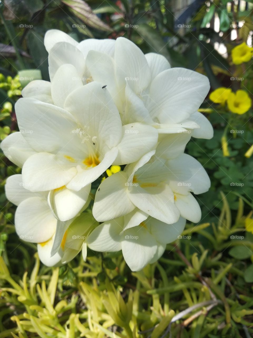 look how beautifilly this white flowers stand all together in my amazing garden and they also have some yellow cool buddies in the background!!