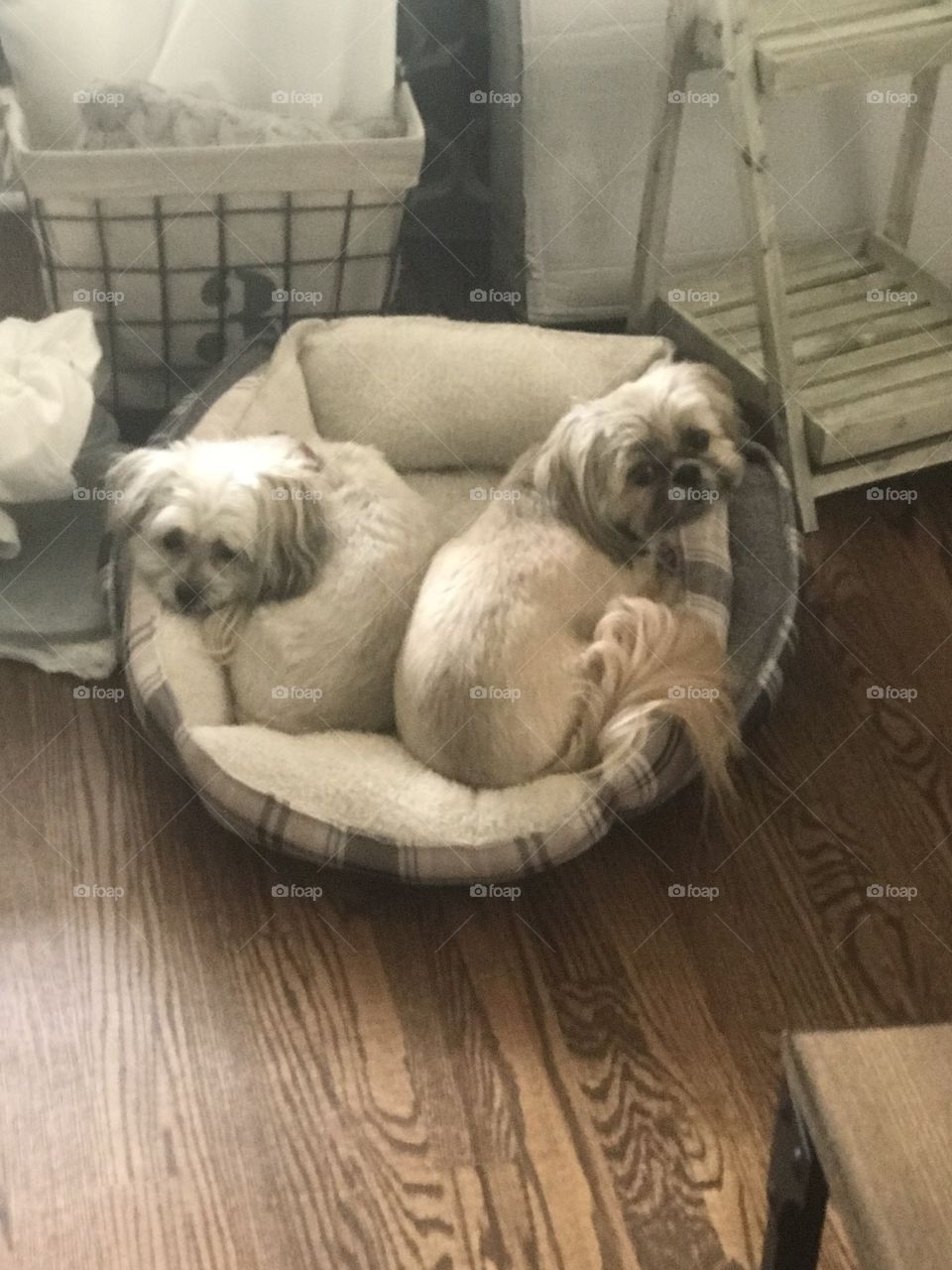 2 dogs only 1 bed