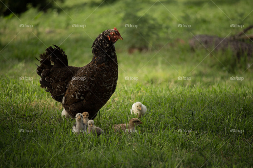 chicken with his chicks