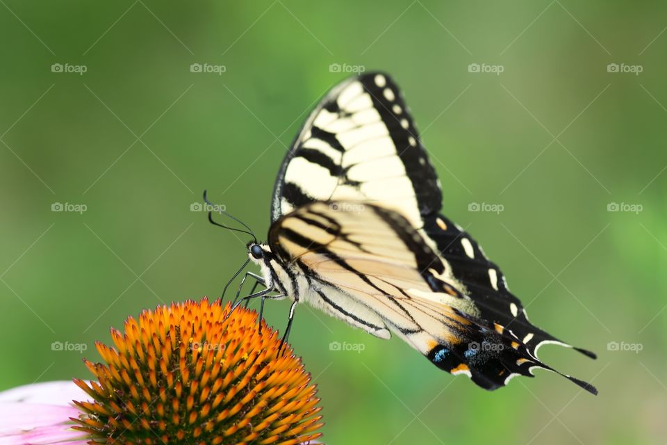 Yellow Swallowtail Butterfly. Eastern Tiger Yellow Swallowtail Butterfly on Cone Flower