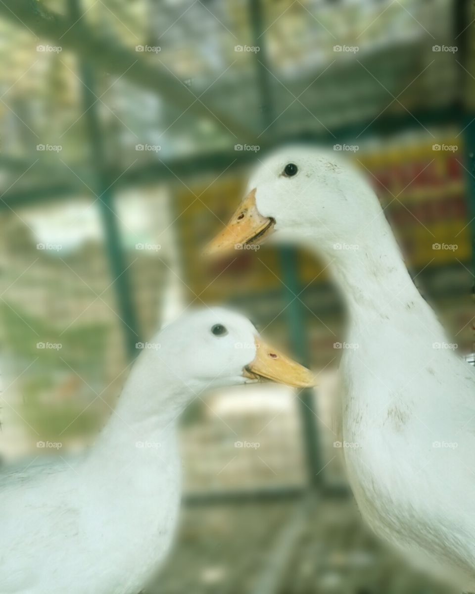 the beautiful ducks in