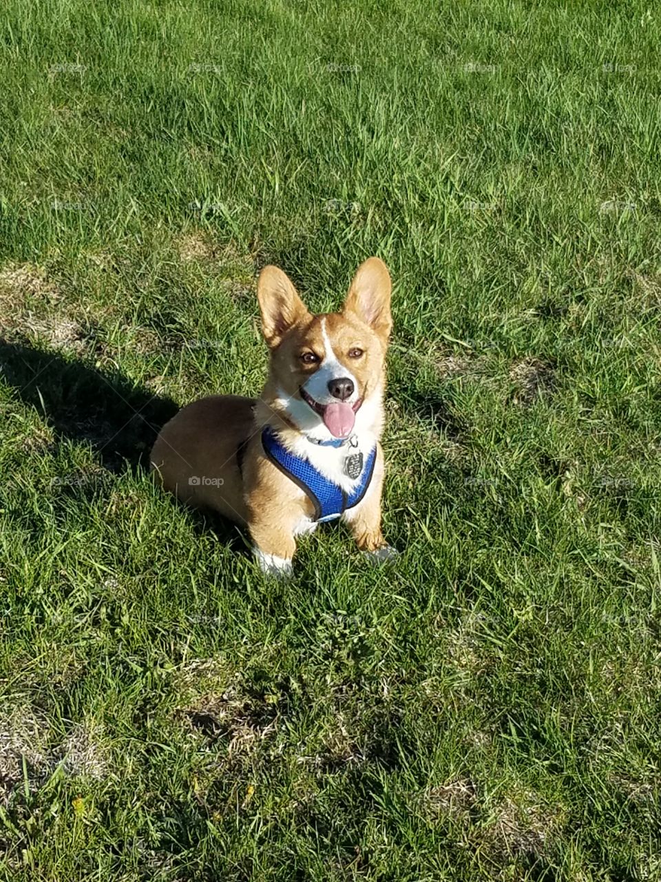 Happy corgi