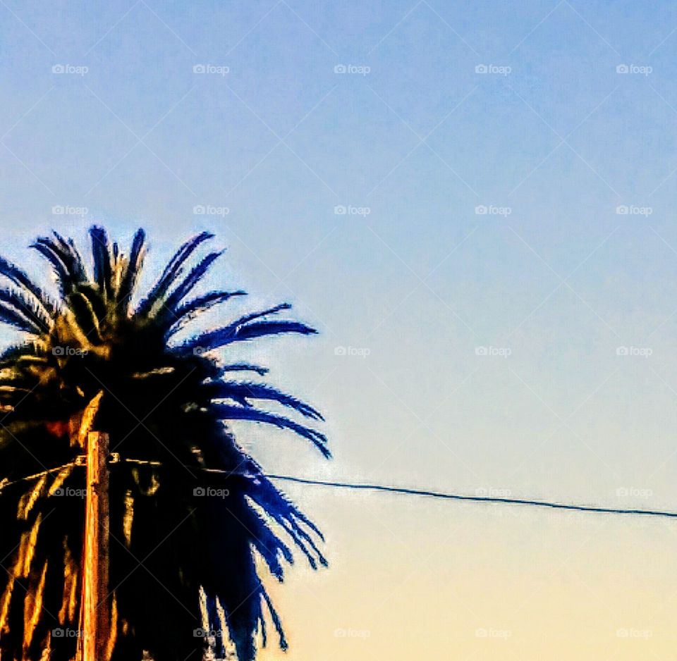 Palm Tree Top Against Open Sky