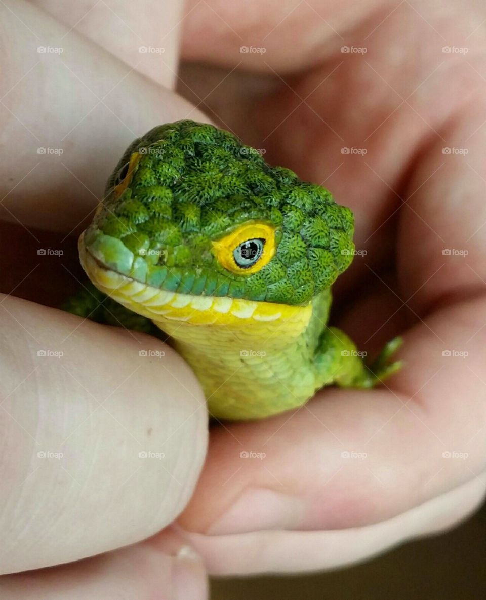 Aborial Alligator Lizard