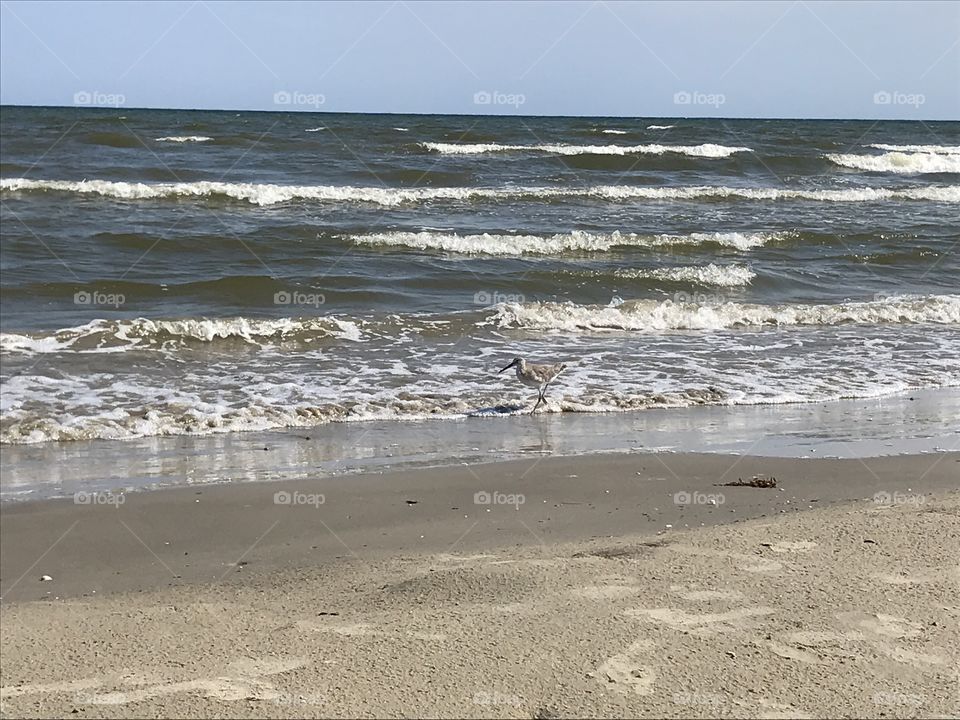 Galveston beach