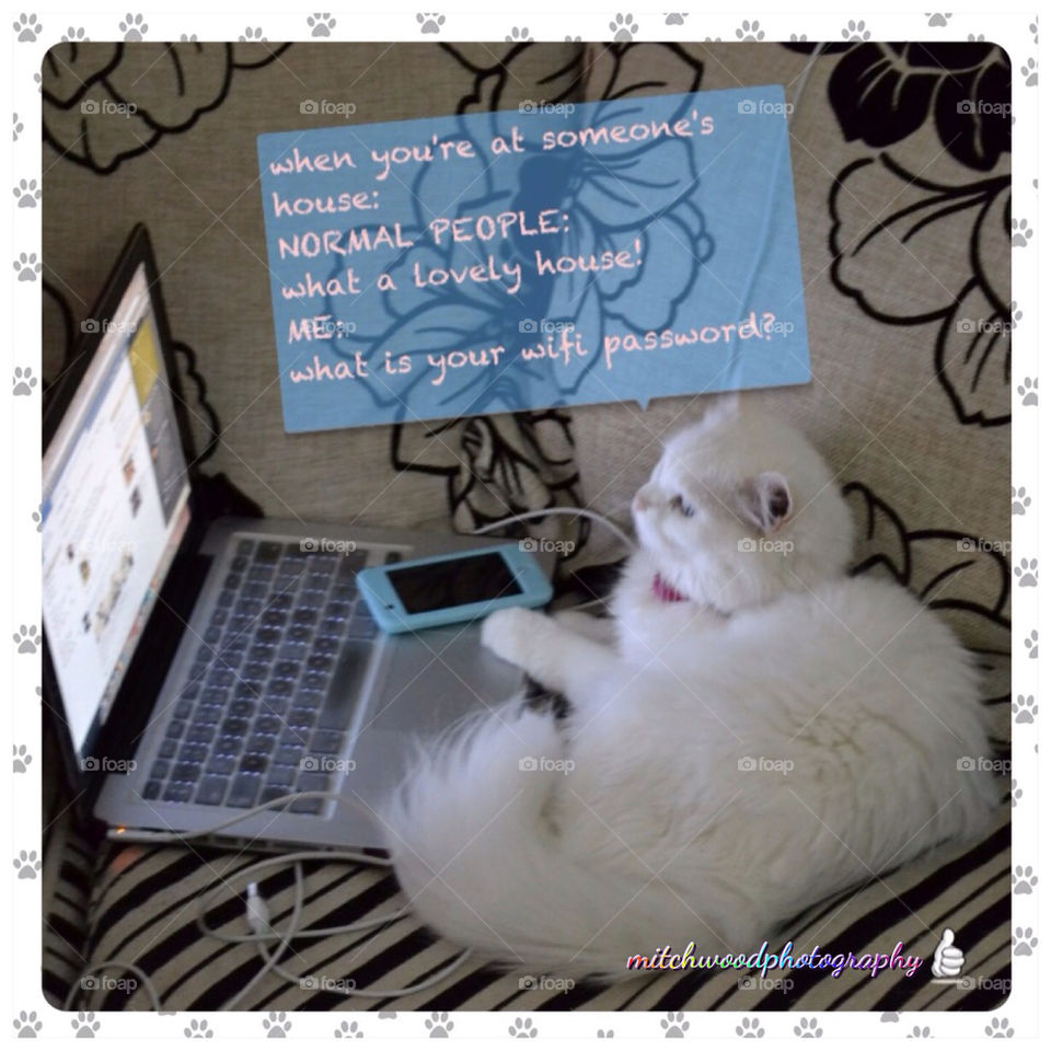 My pretty cat who loves to check her facebook page!