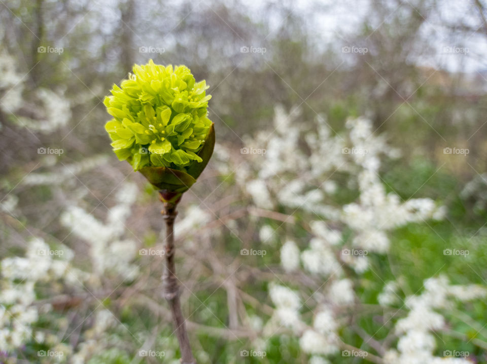 The holly maple is blooming.