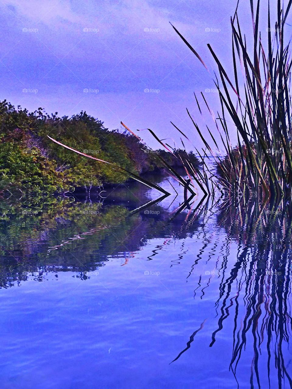 Canal At Bird Sanctuary