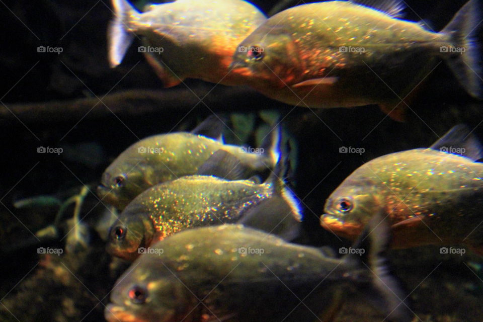 These are piranhas swimming in an aquarium at the Newport Aquarium in Kentucky.