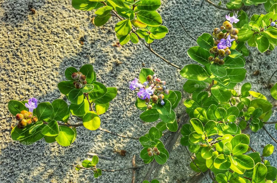 Sunset glow across flowering vine