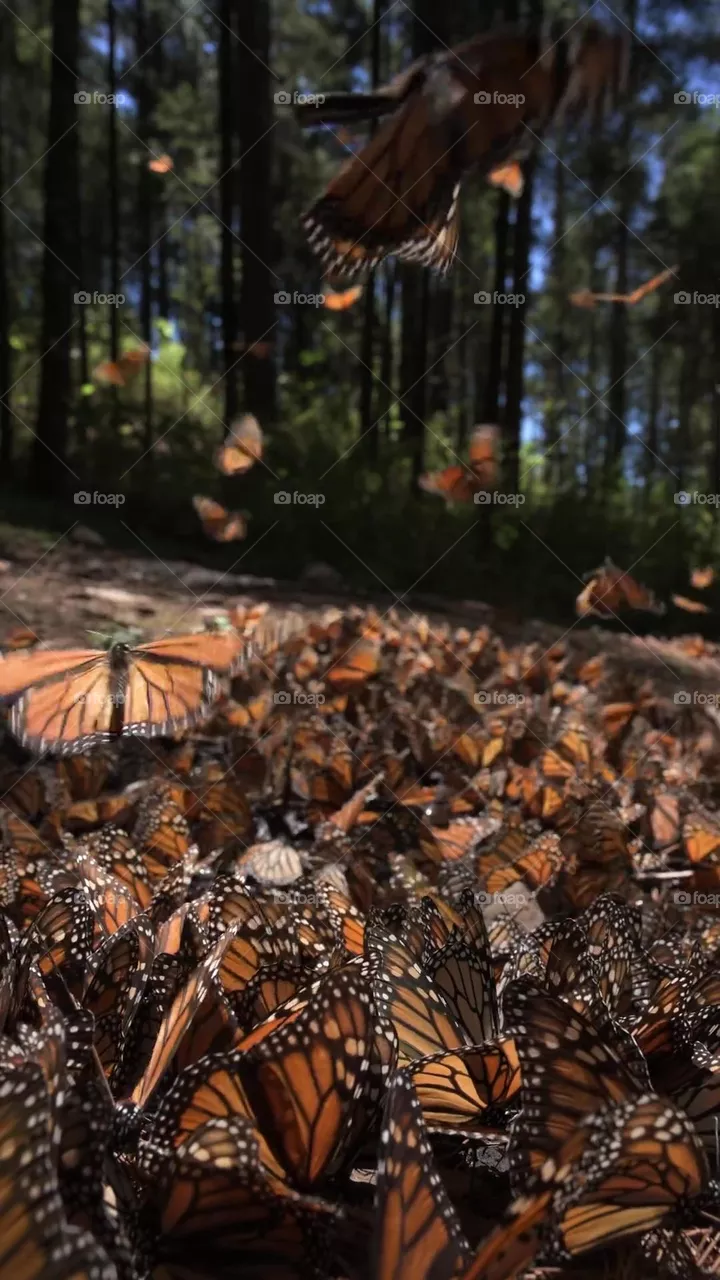 beauty of nature