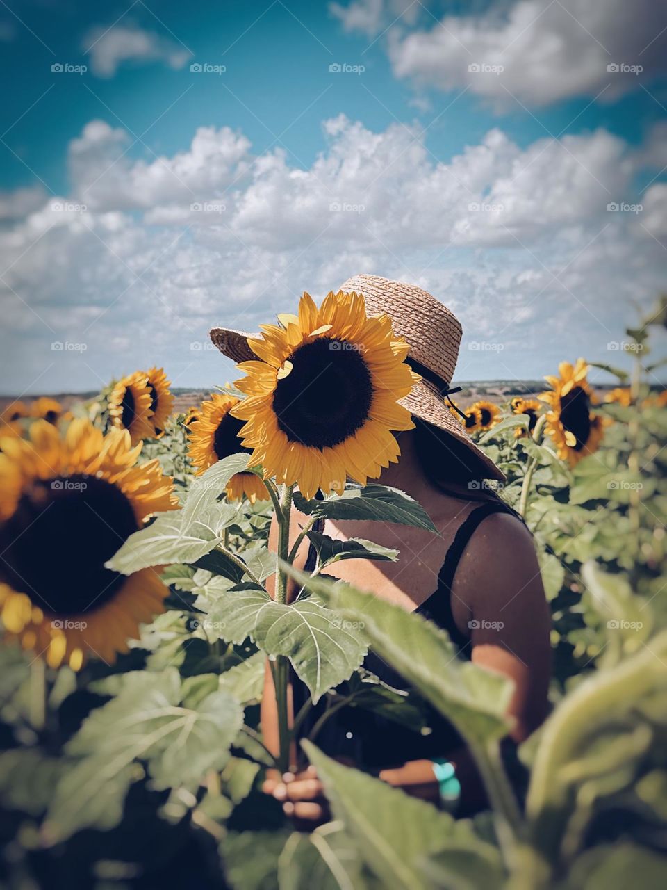 Sunflower Field 