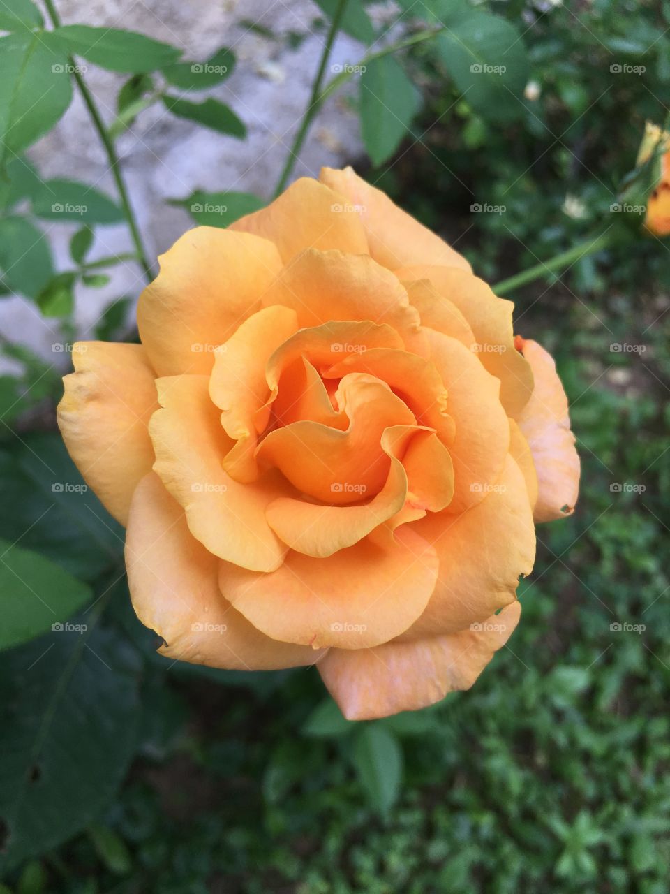 Rose 🥰🌹📸