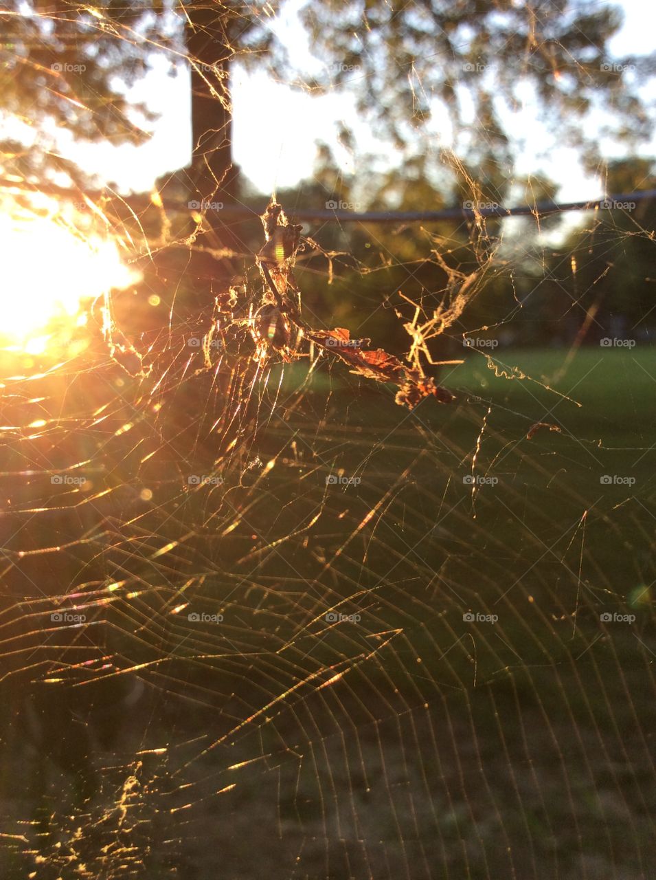 Spiderweb