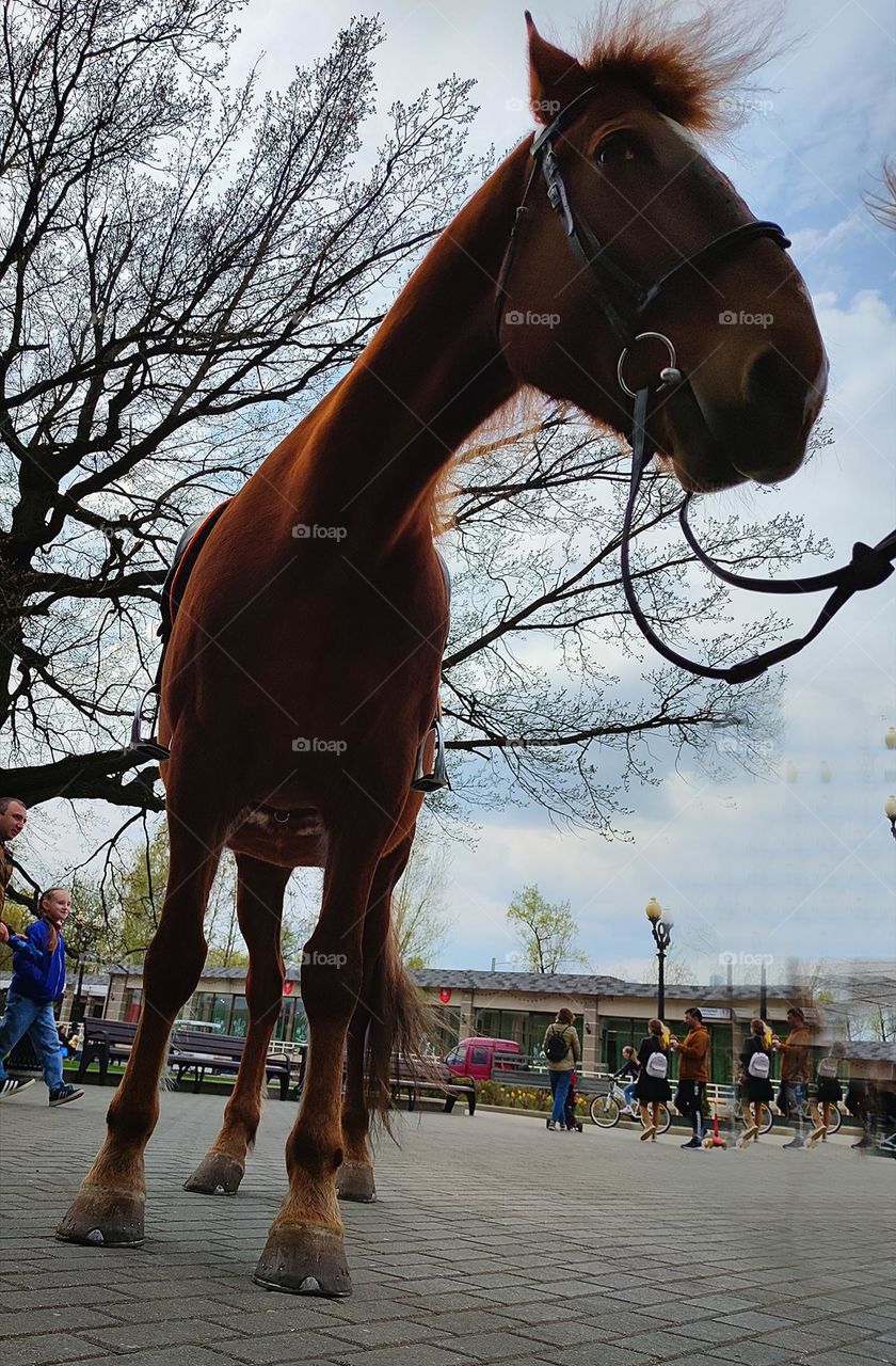 View from the asphalt.  A bay horse stands on the pavement.  In the background are trees and a gray sky.