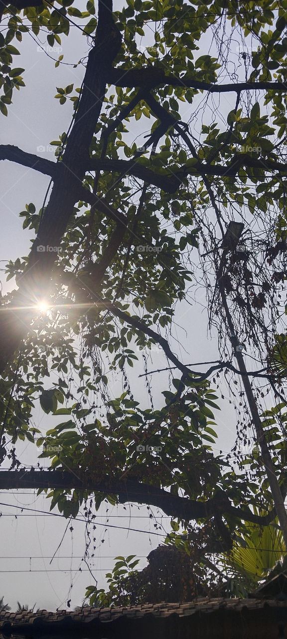 The tree and the sun.