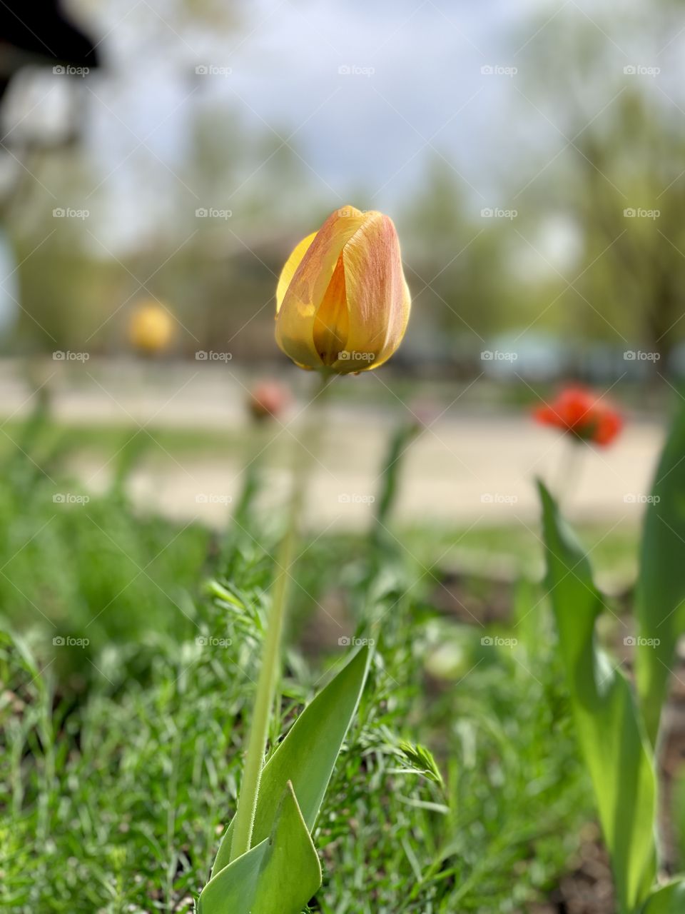 colorful spring flowerbed