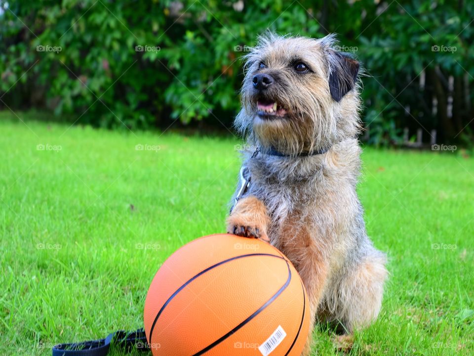 Happy border terrier 