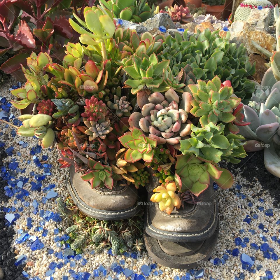 Flower, Pot, Garden, Flora, Decoration