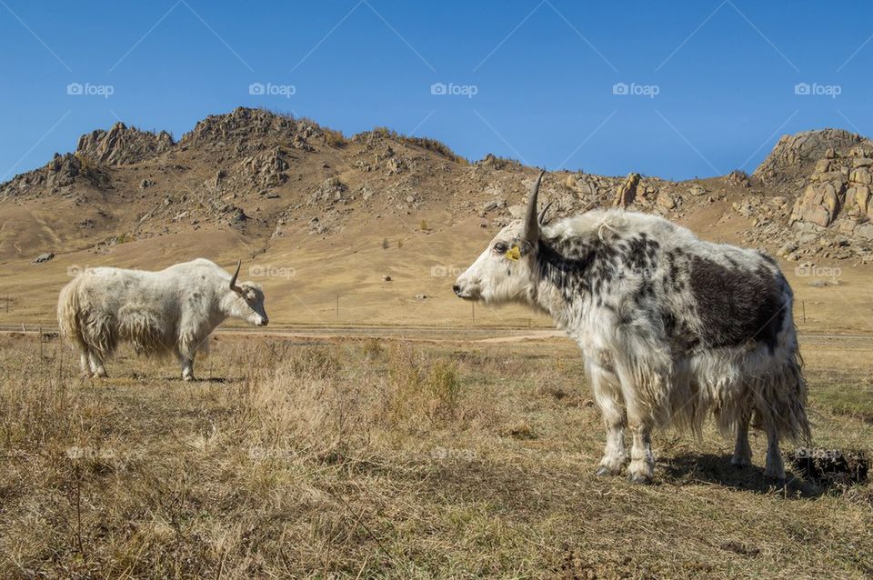 Yaks