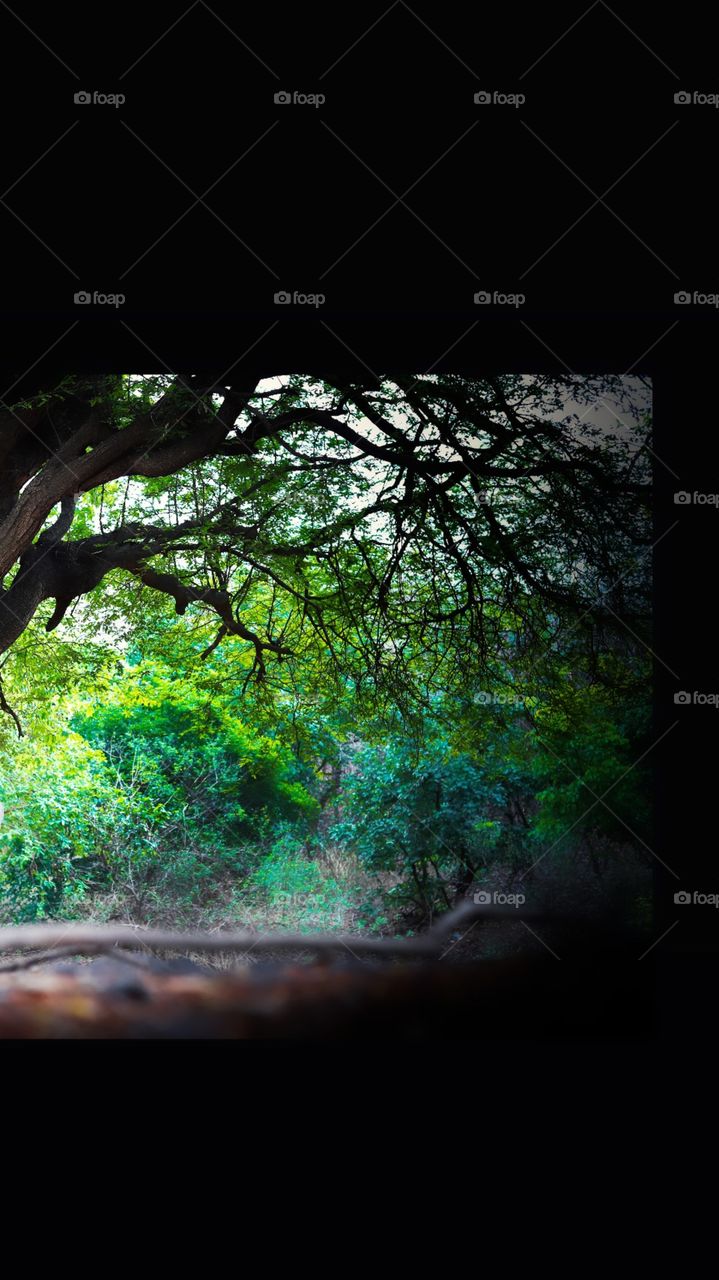 forest just after rain