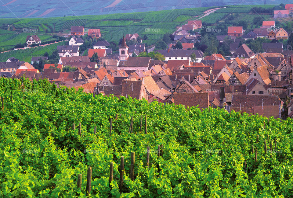 Vineyards Alsace France 