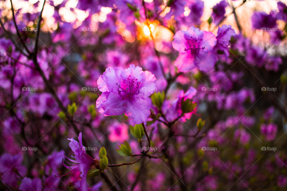 purple flowers and sunset