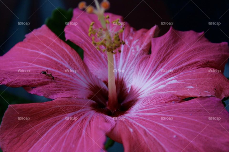 Hibiscus 