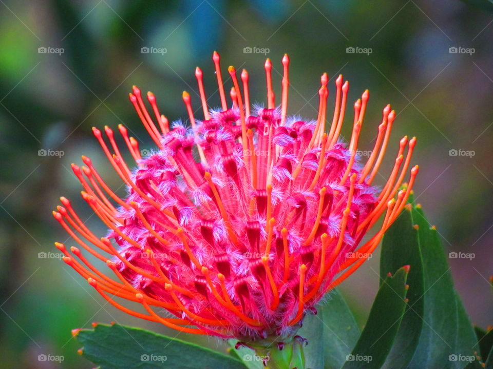 protea