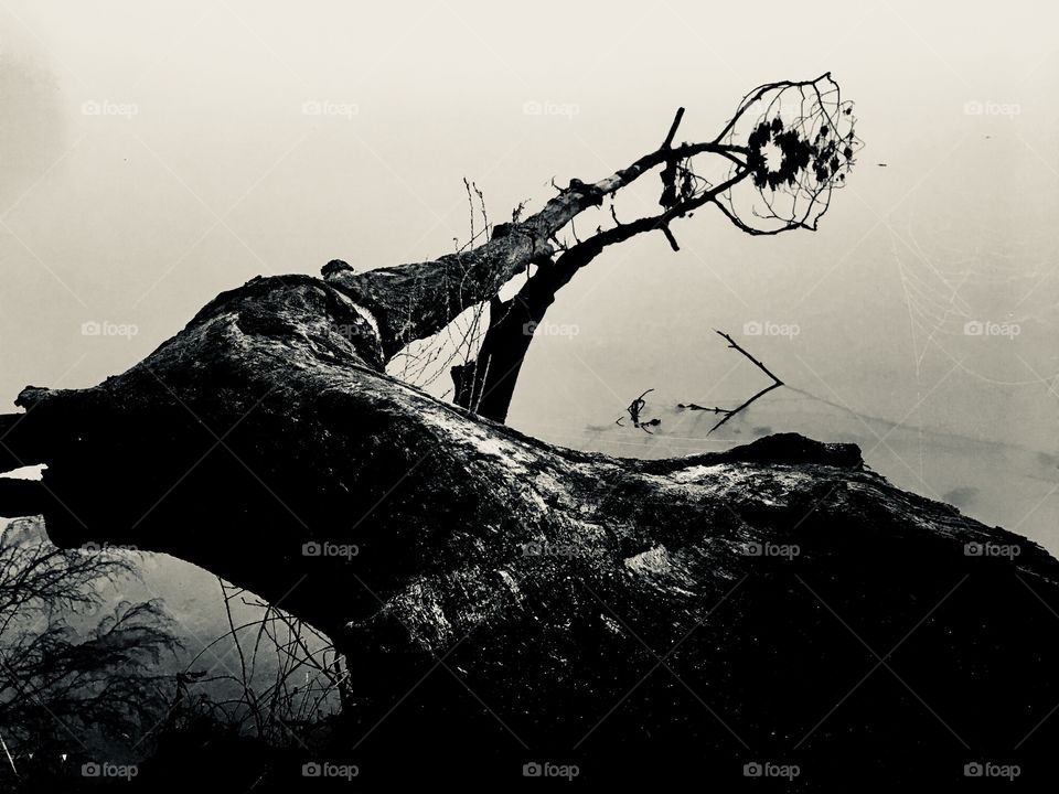 Black and white of an old tree log reaching out into the calm water on an eerie foggy morning at Lake Benson Park in Garner North Carolina, Raleigh Triangle area, Wake County. Crystal clear reflection on water’s surface. 