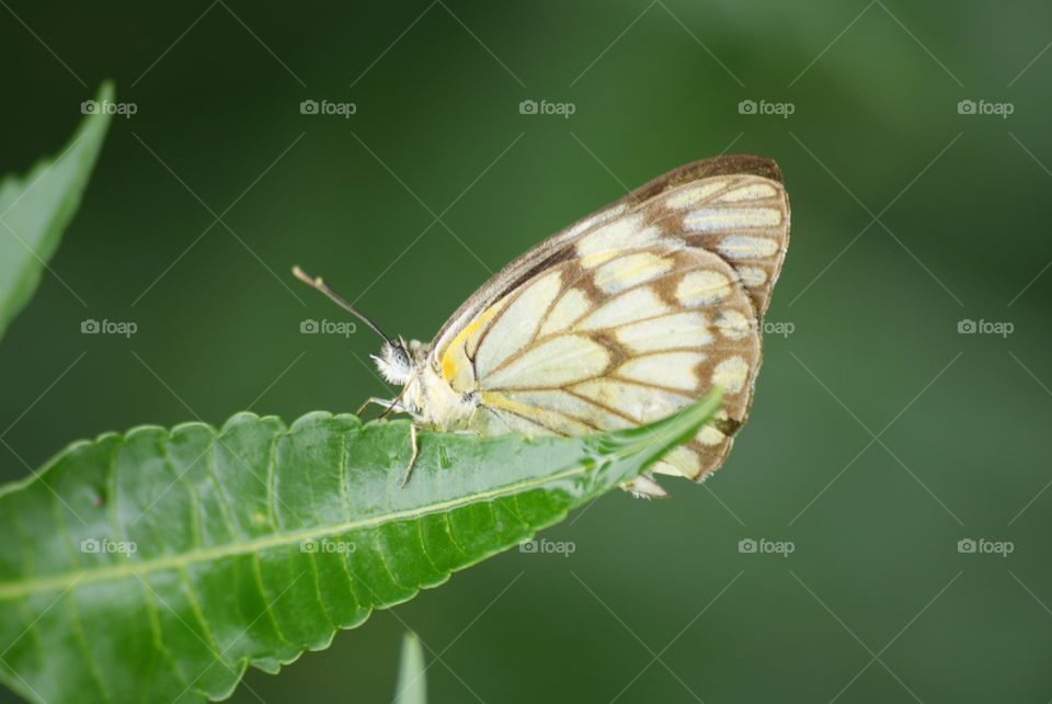 white butterfly sitting on green leaf