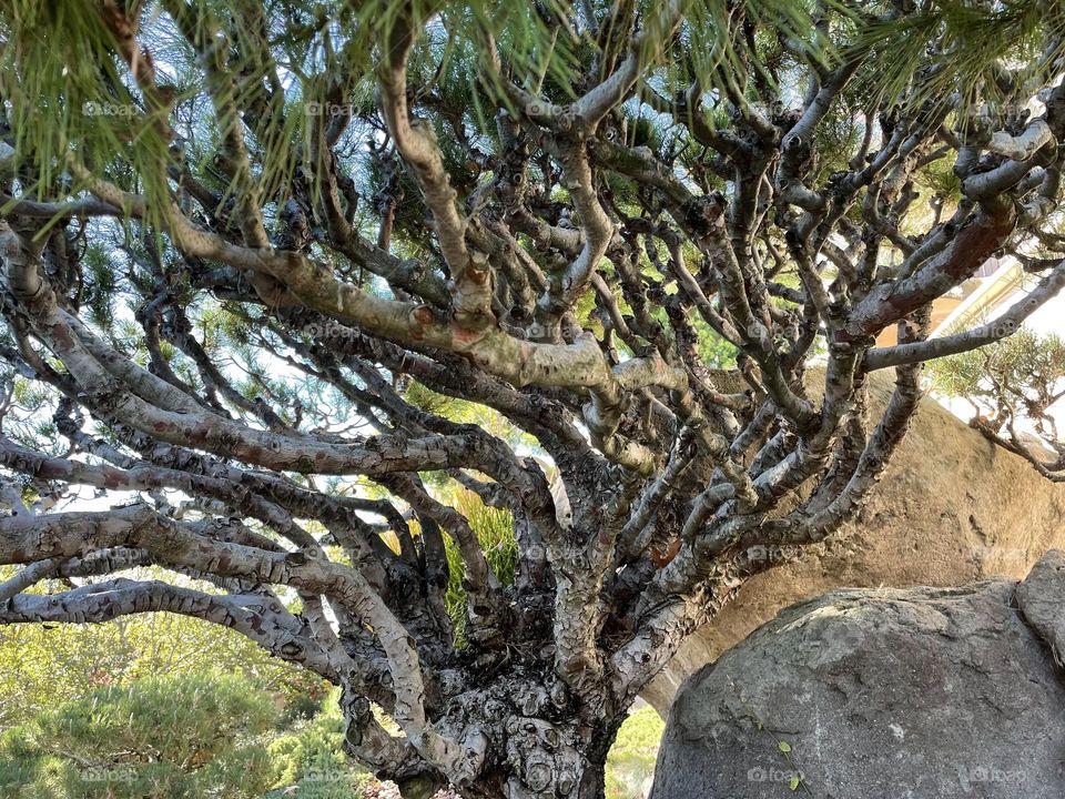 Pine tree with twisted trunk 