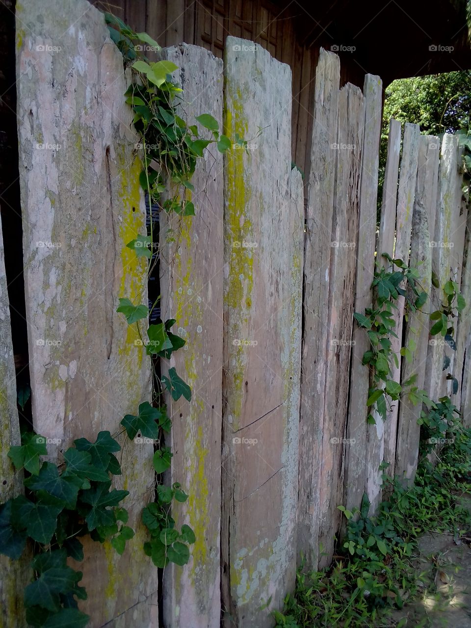 wood teak , fence