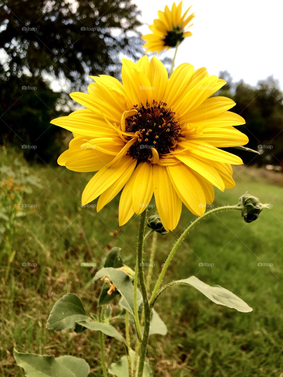 With summer comes sunflowers. Brighten anyone’s day or any room with this bright beautiful sunflower. Yellow sure looks perfect out in the wild. 