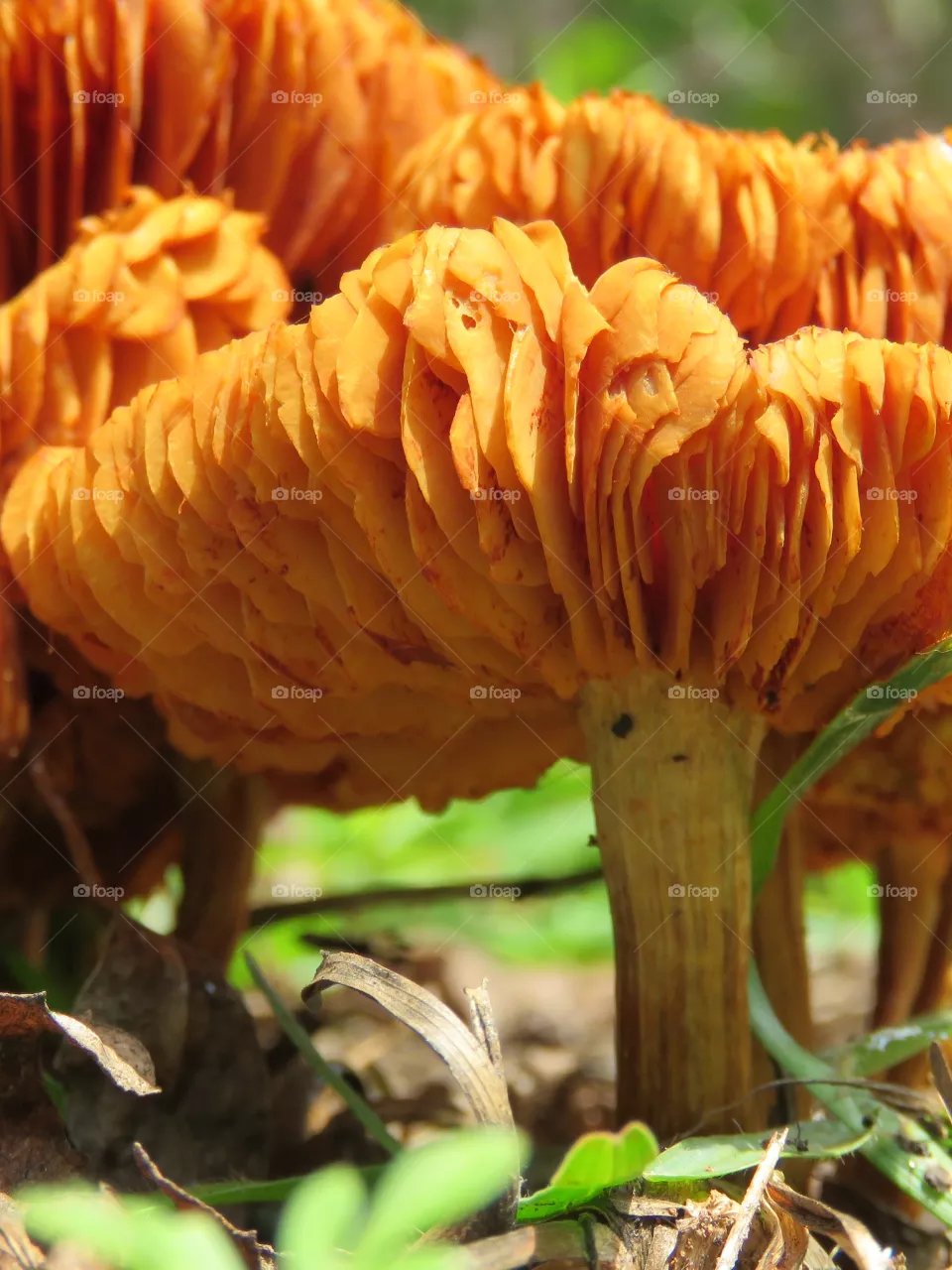 mushrooms