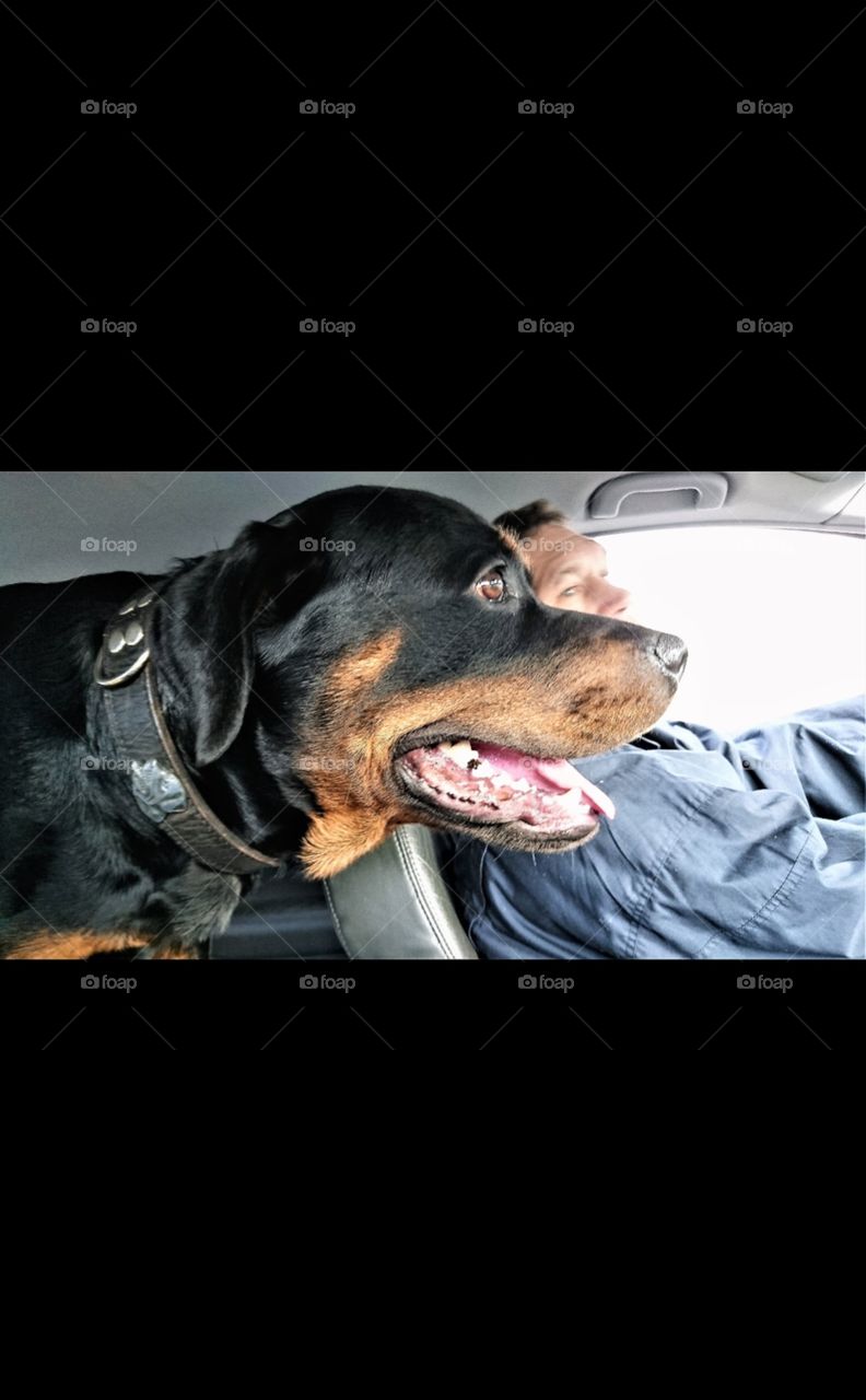 Rottweiler watching the road in the car.