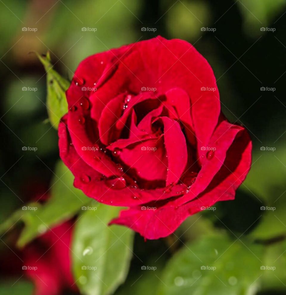 Rose after rain