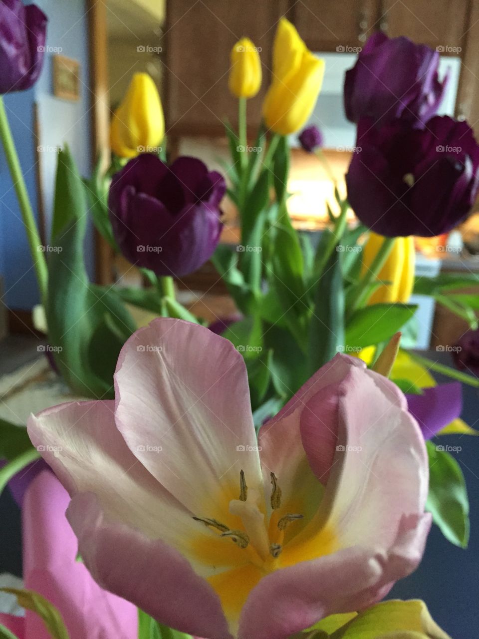 Tulips. Flowers