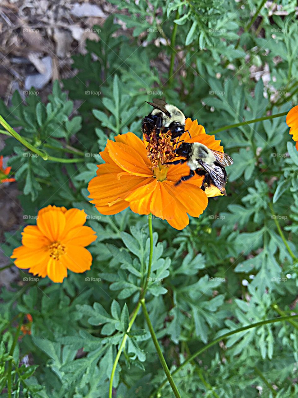 Bees on yellow flower