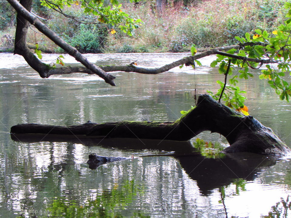 colourful leaves visible in the archway of the branch, reflecting in the water, enhance the draw to the eye already made by the bend in the branch