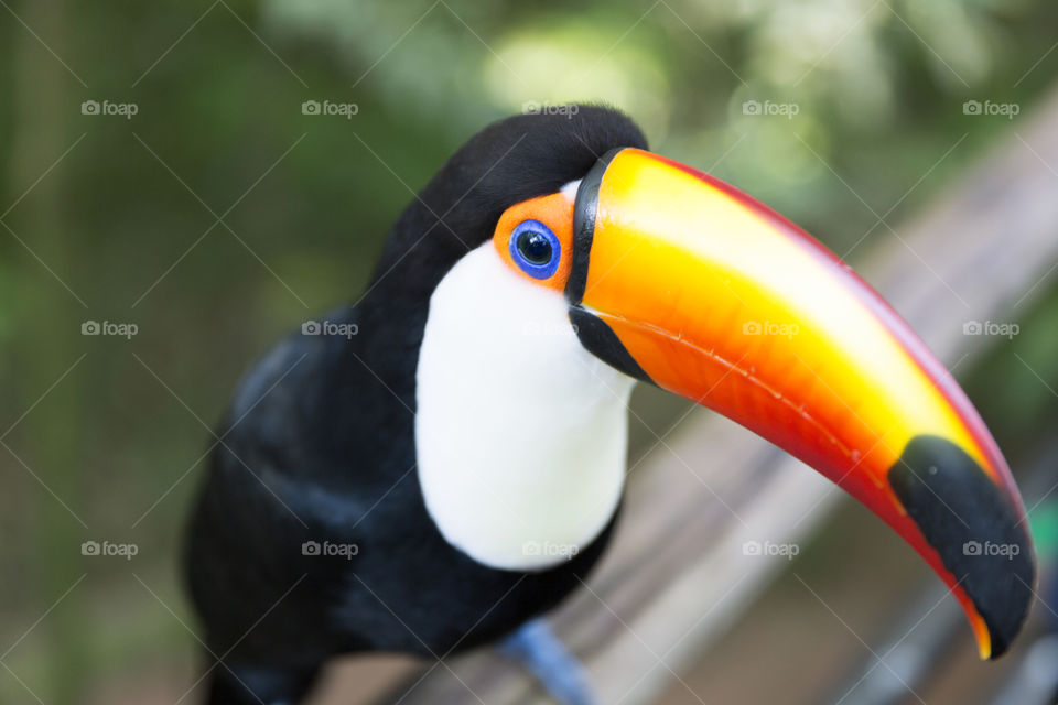 Toco Toucan.