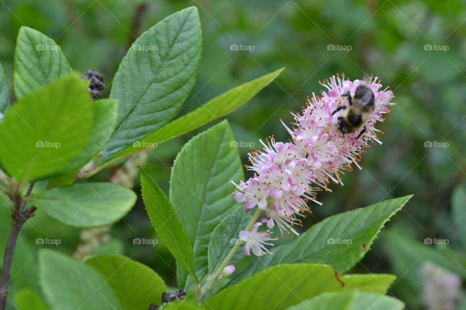 Bee on Flower