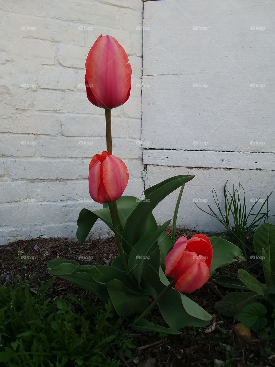 tulip lover