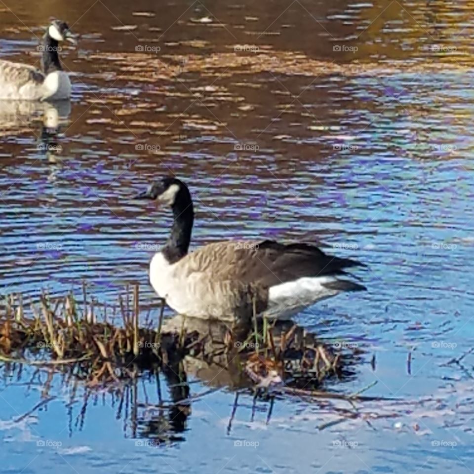 Beautiful geese taking a swim