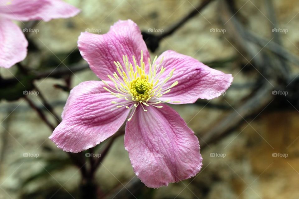 Pink flower