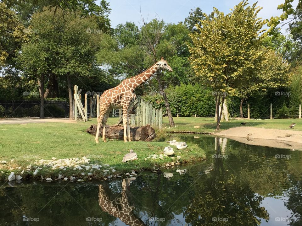 Giraffe at the zoo