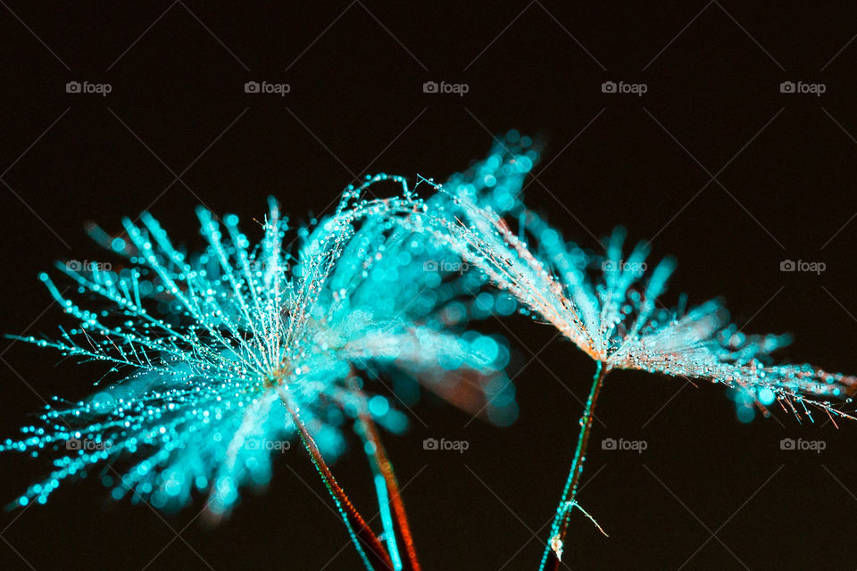 Monochrome blue image of macro shot of dandelion seeds with rain drops.