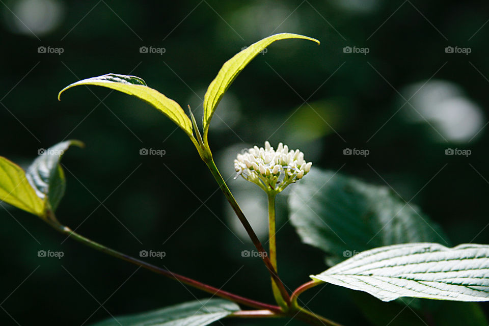 Blooming, foliage 