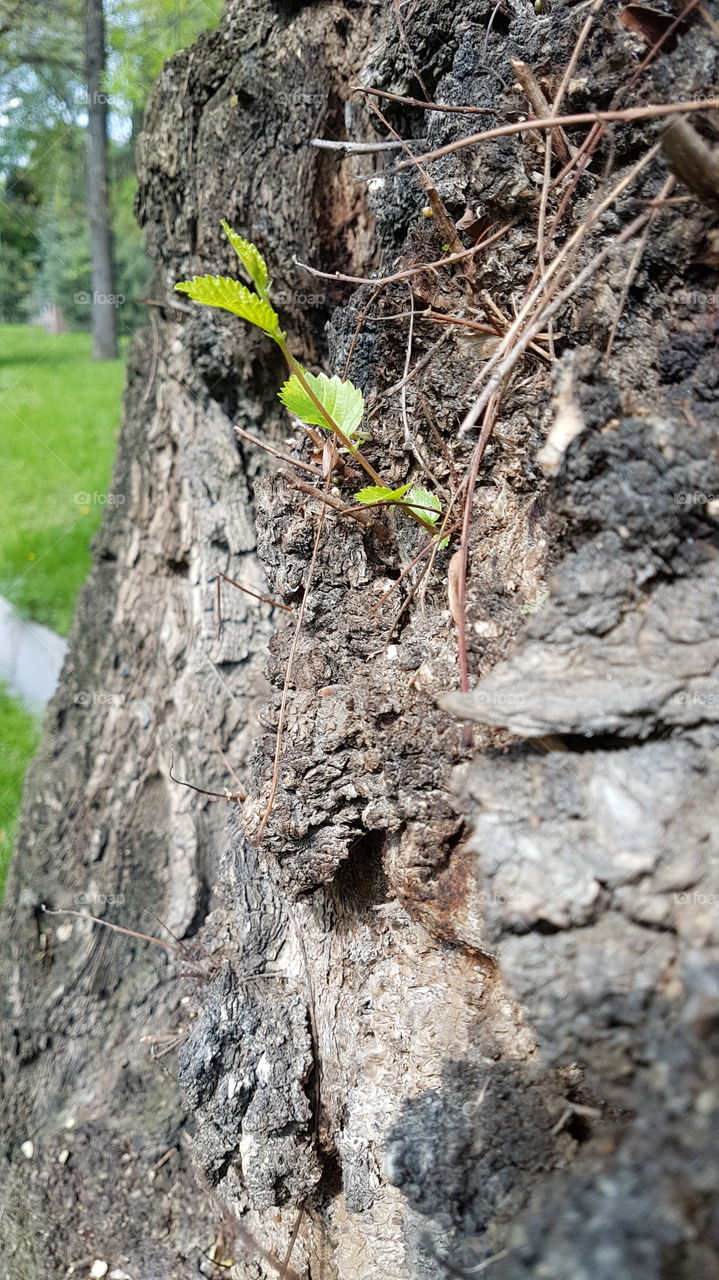 young branch on the old elm tree